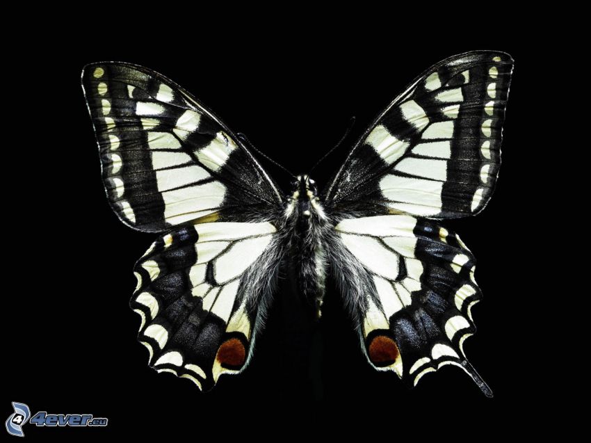 Swallowtail