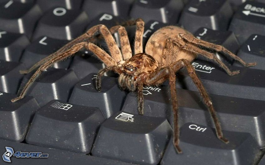 tarantula, keyboard