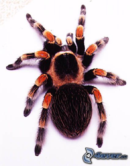 tarantula, spider