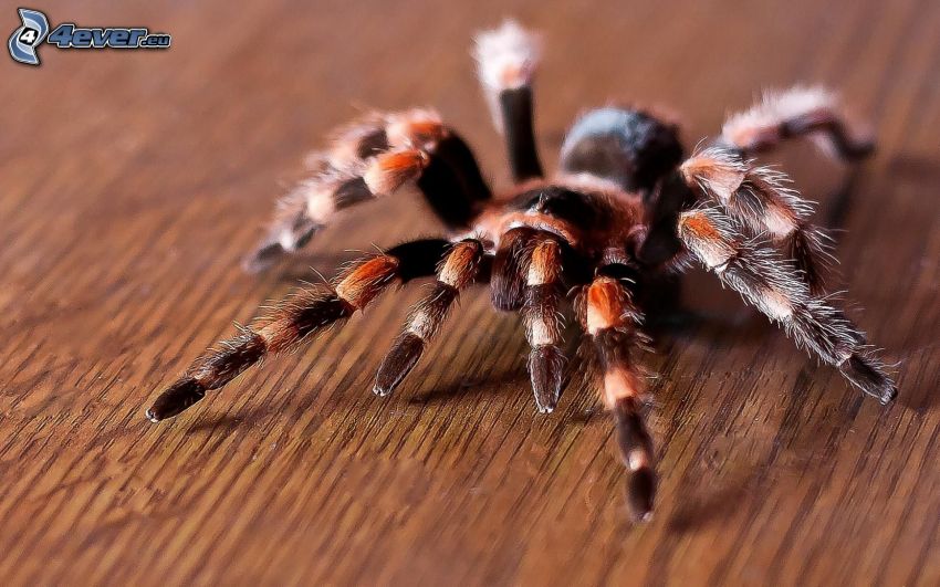 tarantula, spider
