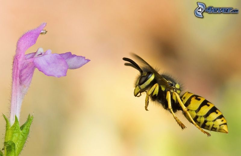wasp, flight, purple flower