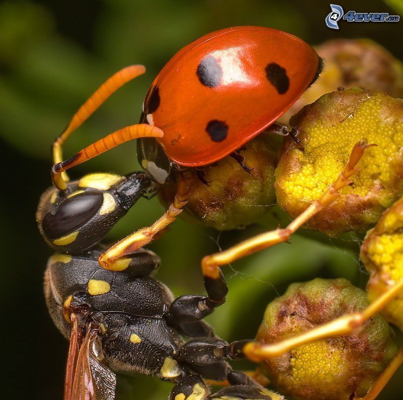 wasp, ladybug