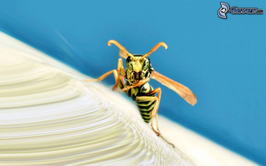 wasp, macro