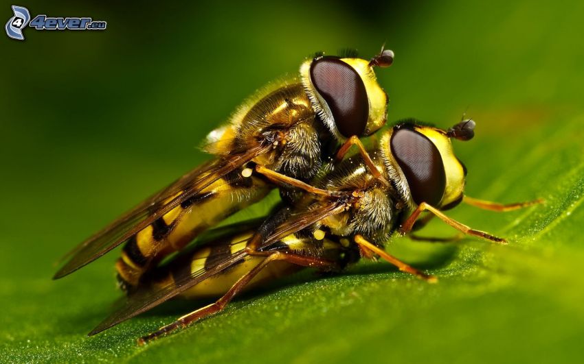 wasp, mating