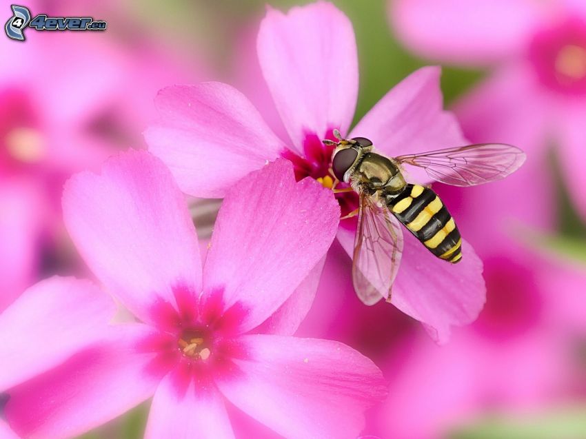 wasp, pink flowers