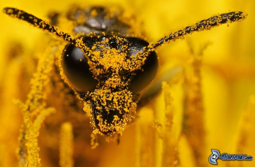 wasp, pollen