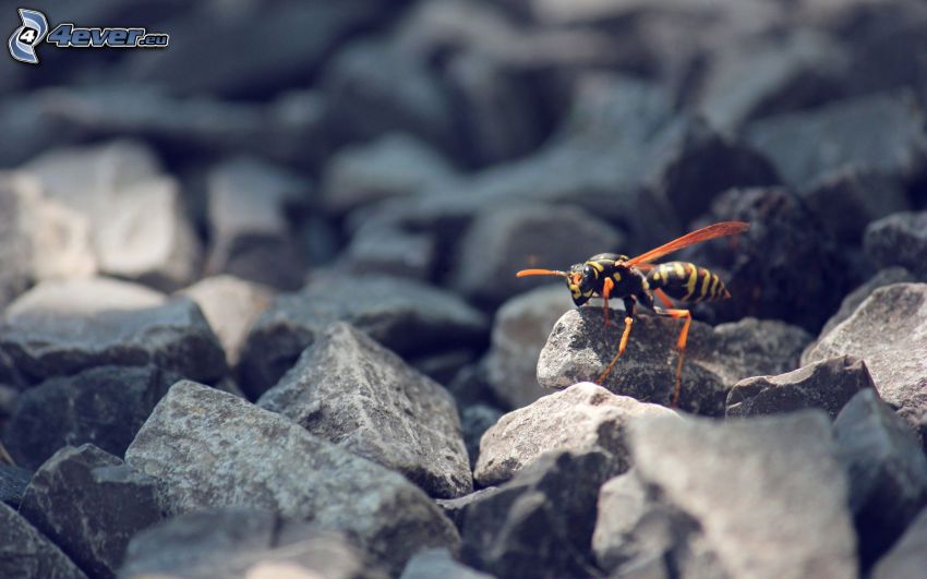 wasp, rocks