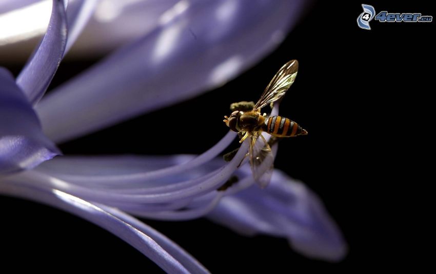 wasp of flowers, purple flower