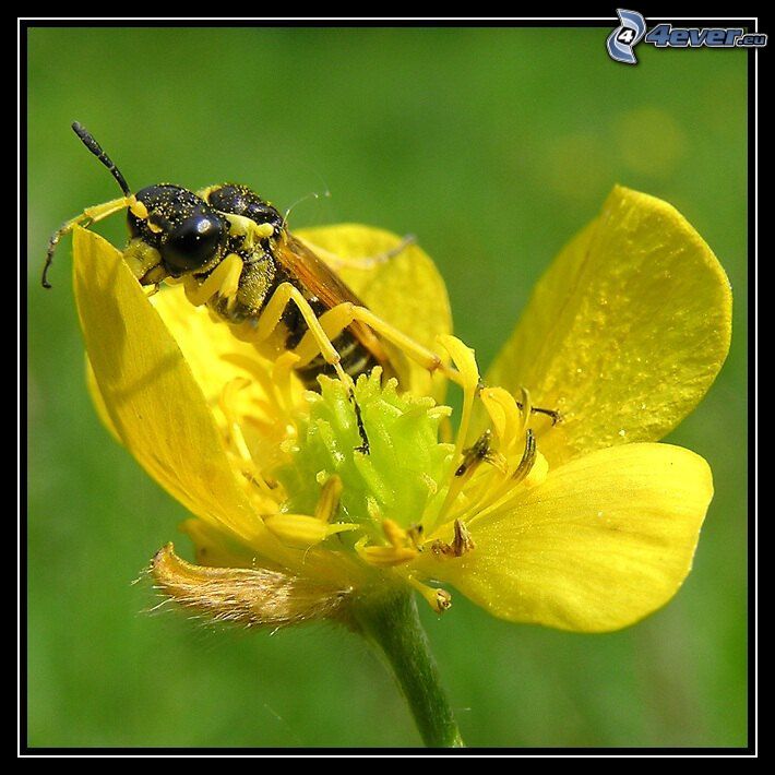 wasp of flowers
