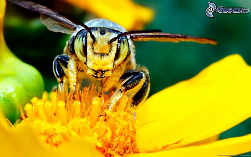 wasp of flowers
