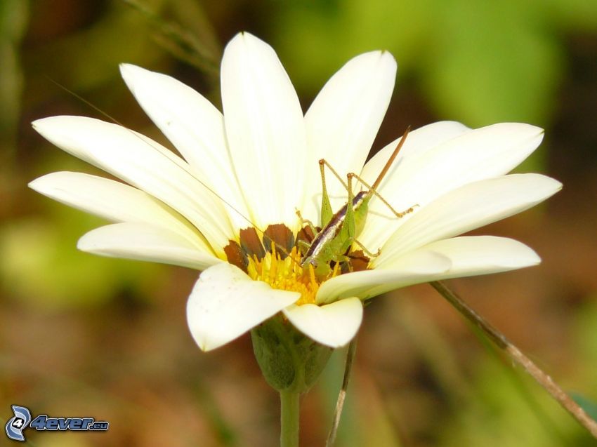 white flower, grasshopper