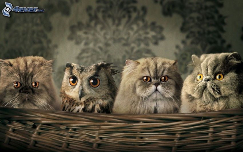 kittens, owl