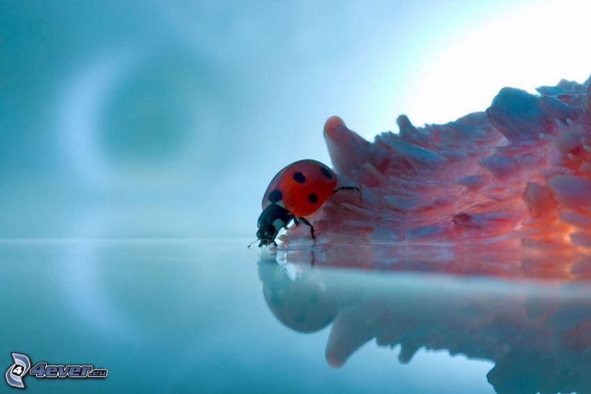 ladybug, water