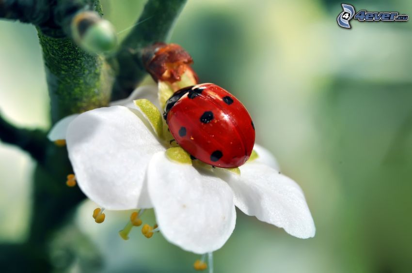 ladybug on a leaf, flowering twig