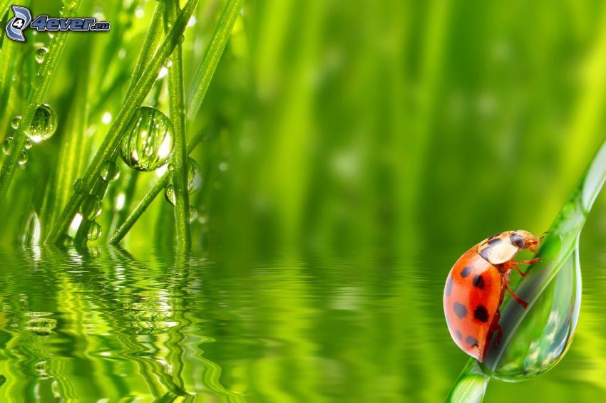 ladybug on a leaf, grass, drops of water, water