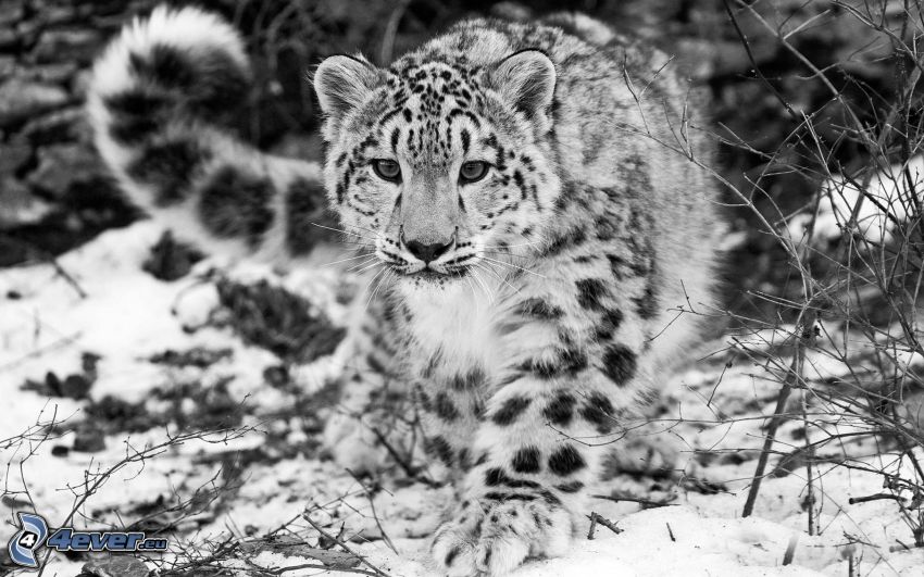 leopard, snow, black and white