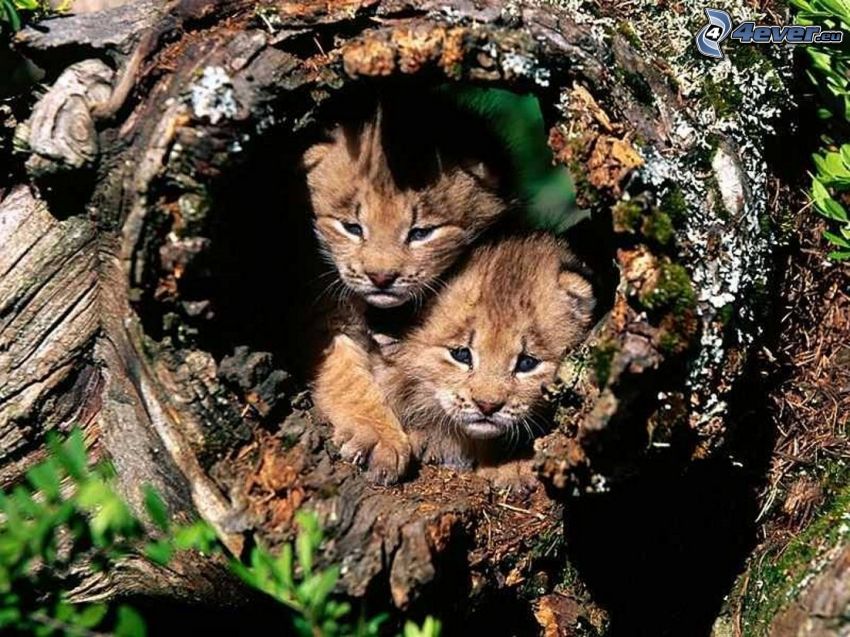 lion cub, wood