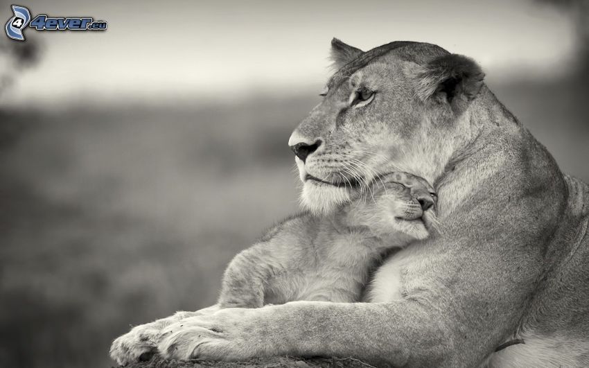 lions, lioness, cub, black and white
