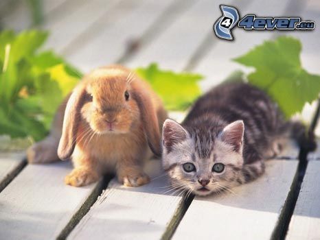 little bunny, small gray kitten