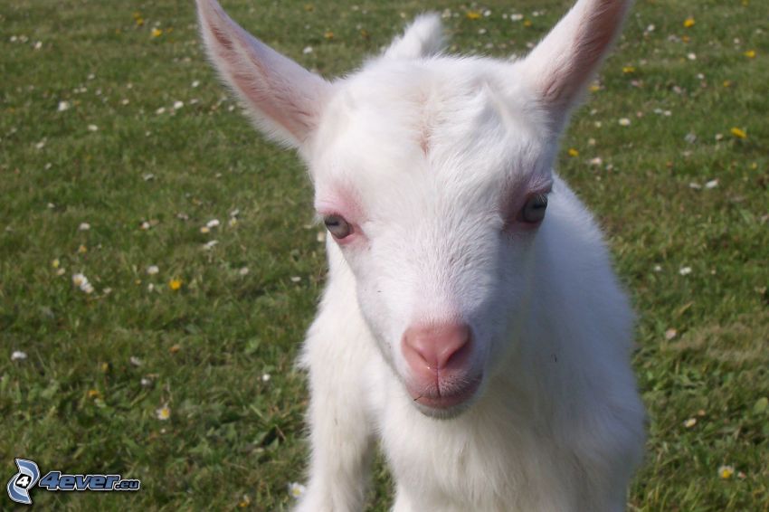 little goat, lamb