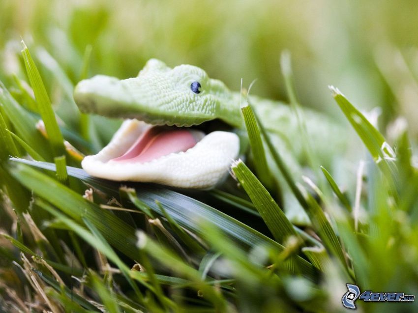 lizard, grass