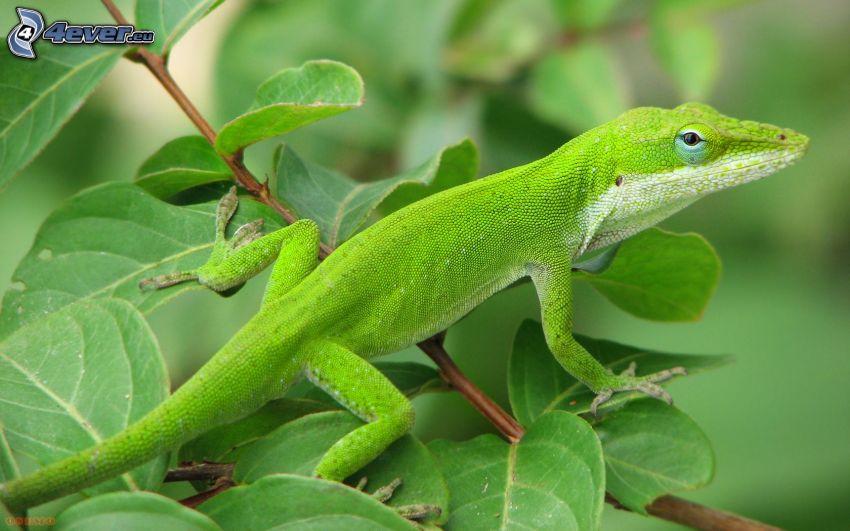 lizard, green leaves