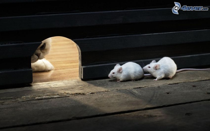 mice, wall, hole, cat, snout, wooden floor