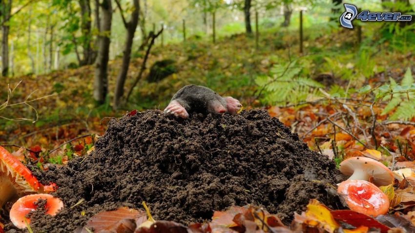 mole, autumn leaves