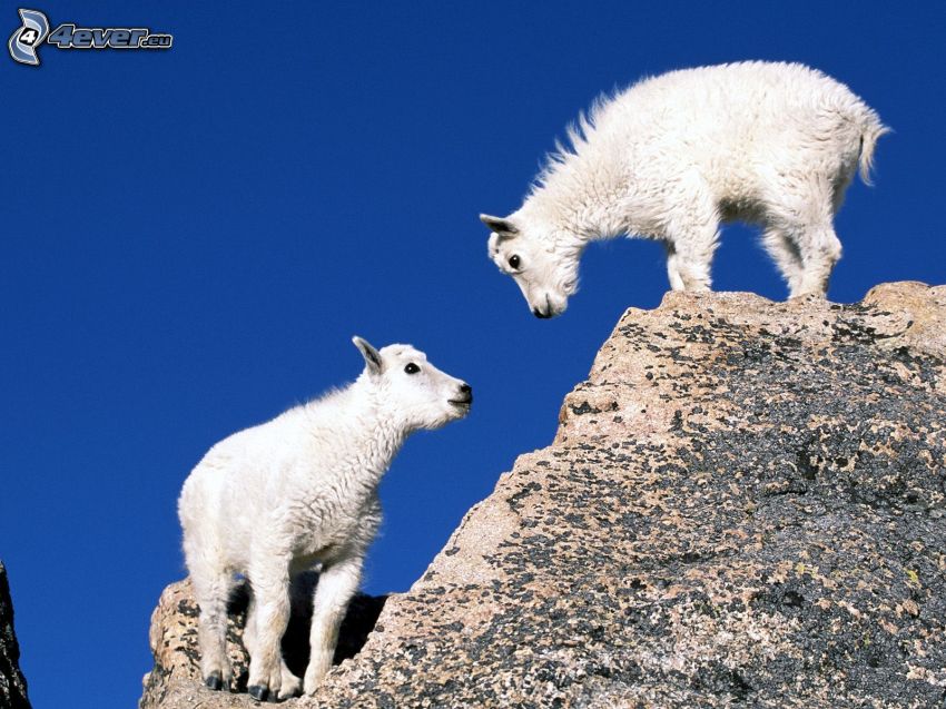 mountain goats, cubs, rock