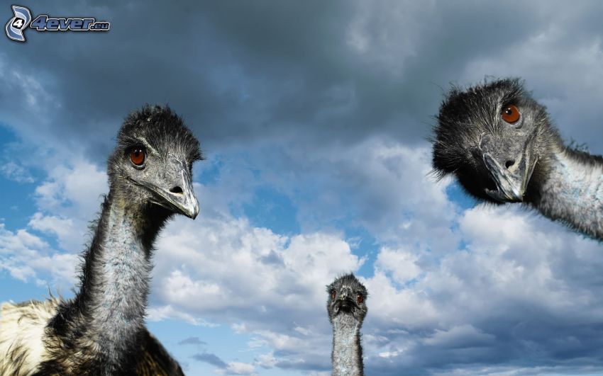 ostriches, clouds