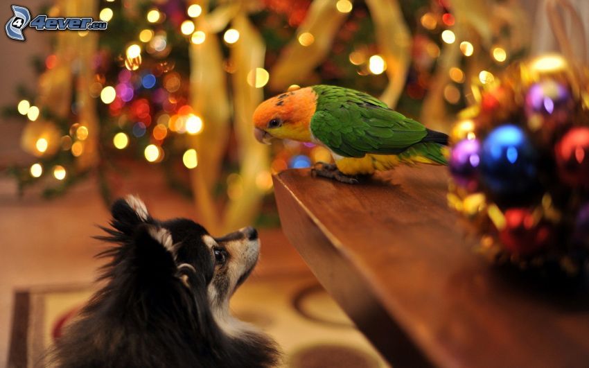 parrot, dog, christmas tree