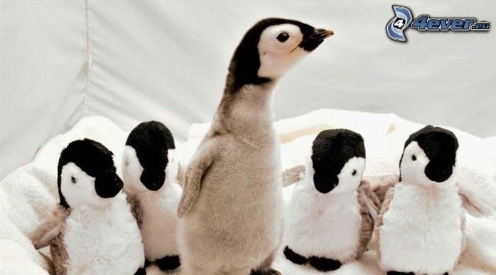 penguin offspring, plush toys