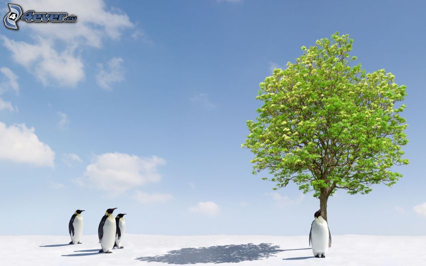 penguins, lonely tree