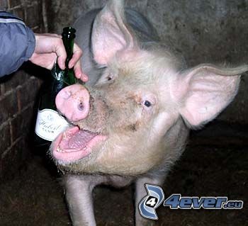 pig, champagne