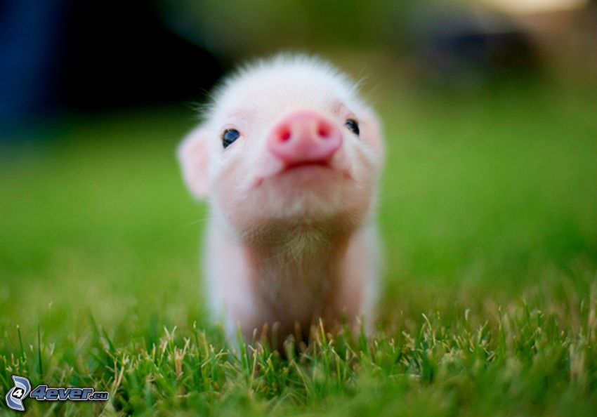 pig, lawn