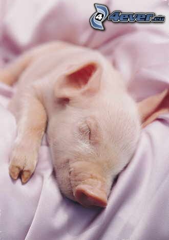 pig, sleep