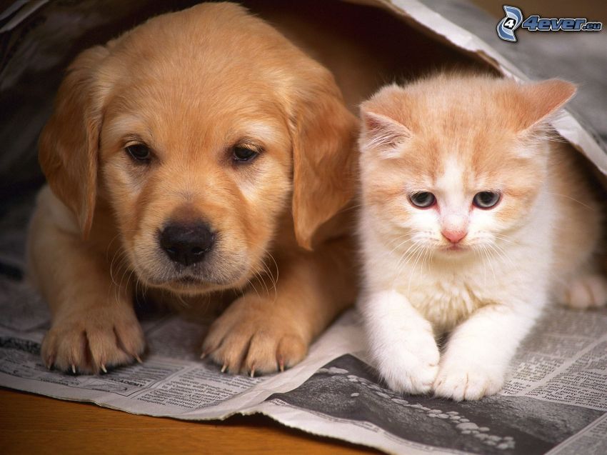 puppy and kitten, newspapers