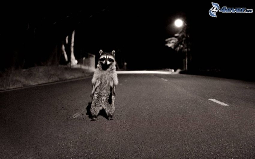 raccoon, road