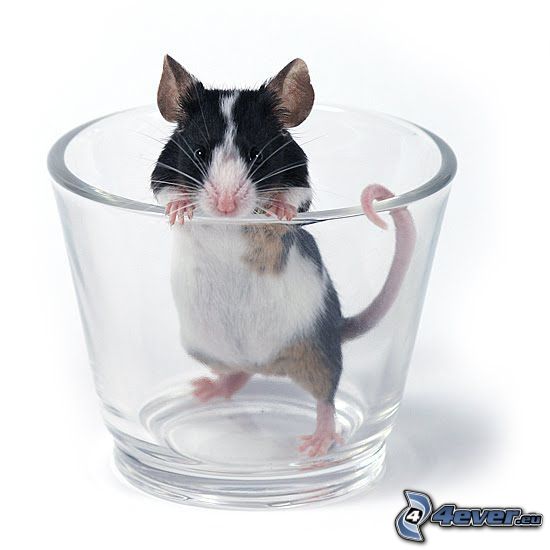 rat in glass