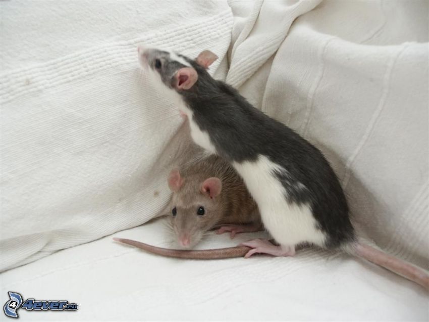 rats, pillows