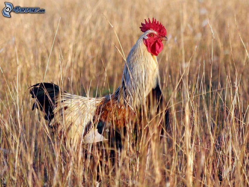 rooster, high grass