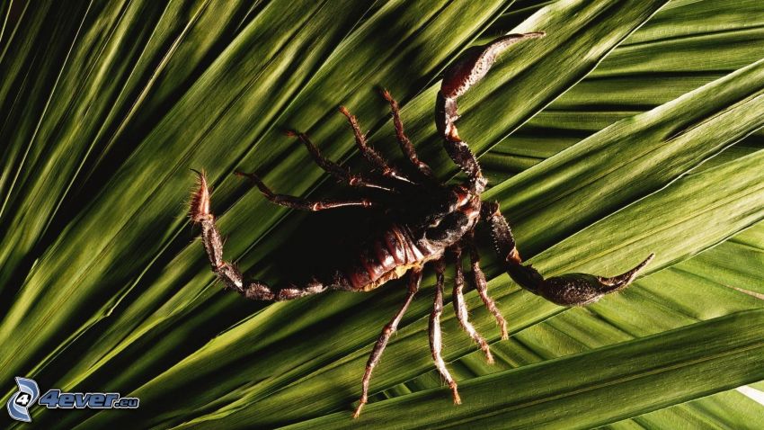 scorpion, leaves