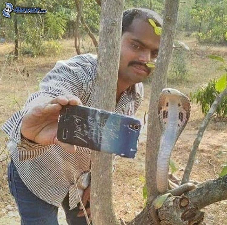 selfie, cobra, snake on the tree, phone