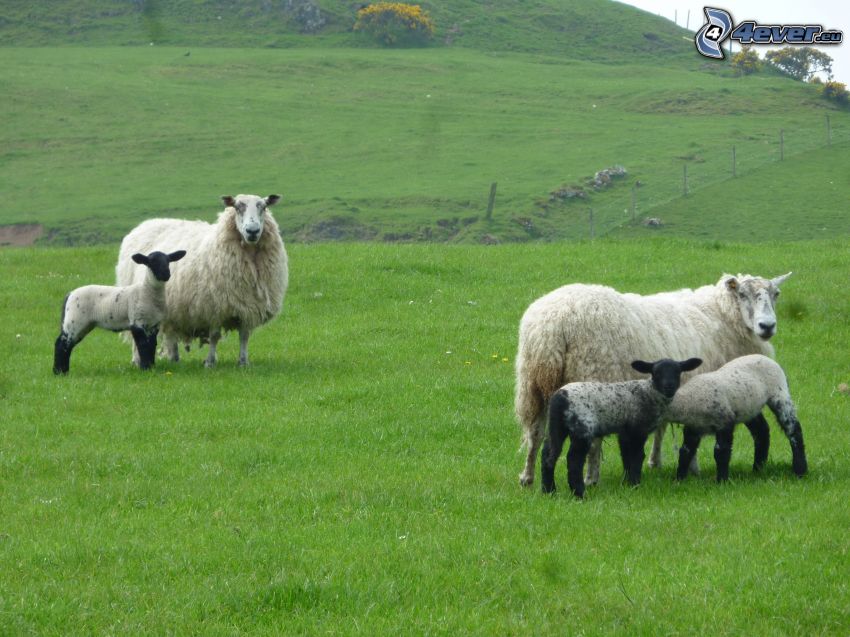 sheep, lambs, meadow