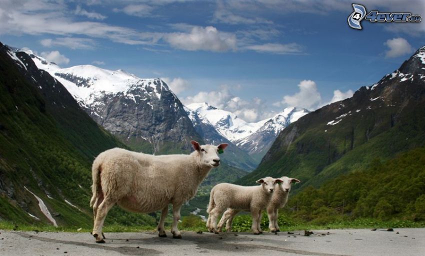 sheep, lambs, view of the valley, mountains