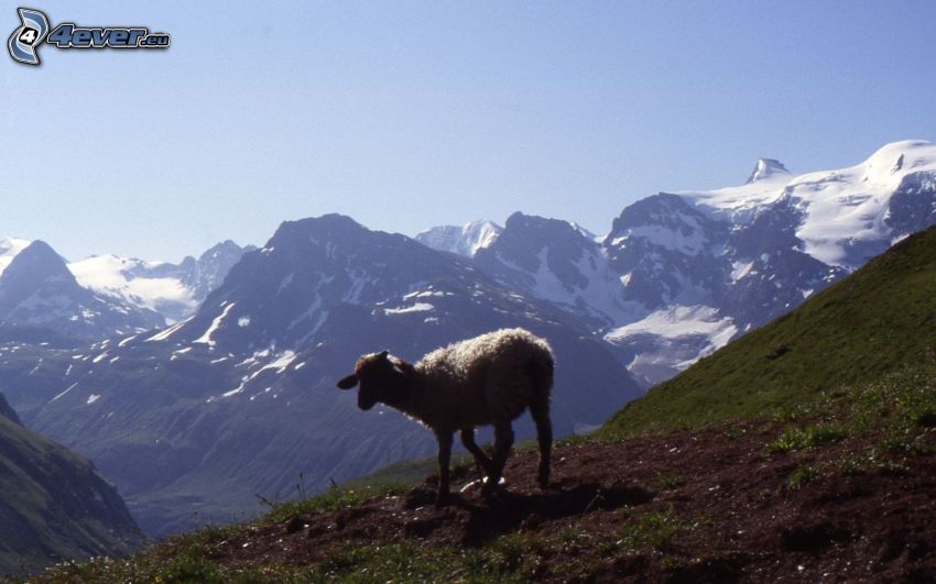 sheep, mountains