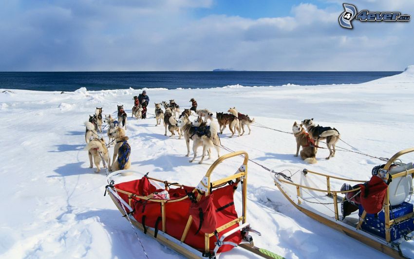Siberian Husky, sled, snow, sea