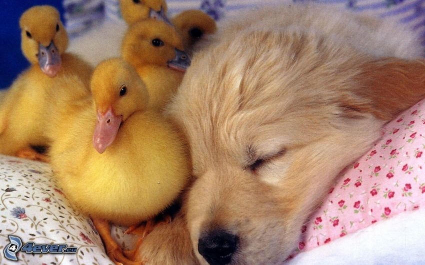 sleeping puppy, small yellow goose