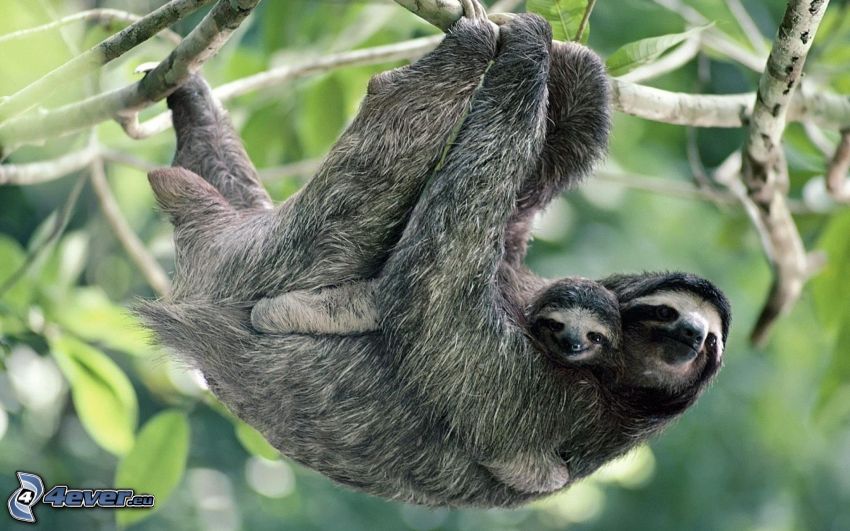 sloth, cub, branch