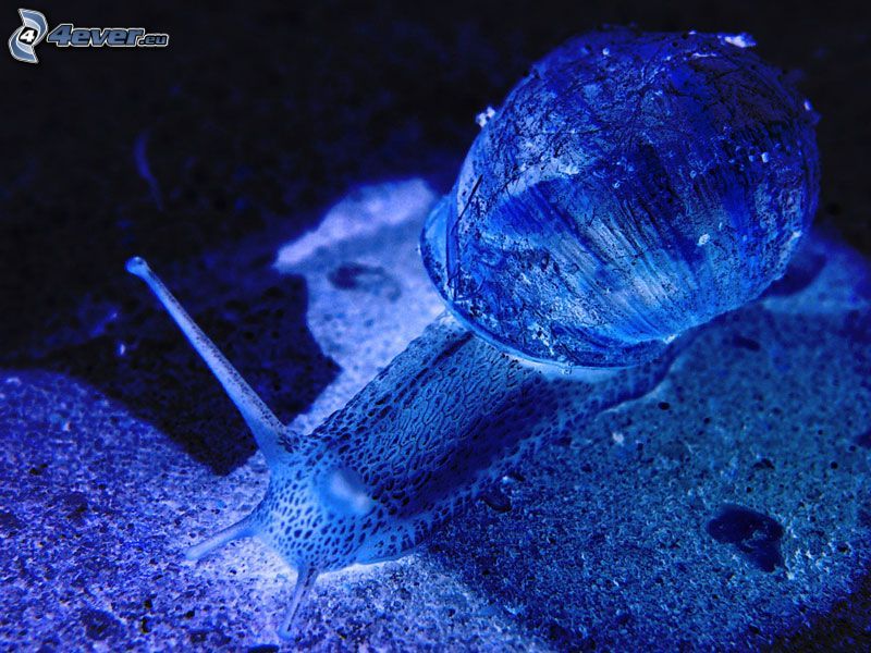 snail, blue